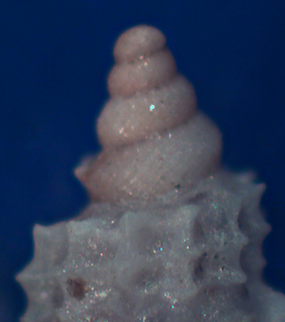 Raphitoma da confermare